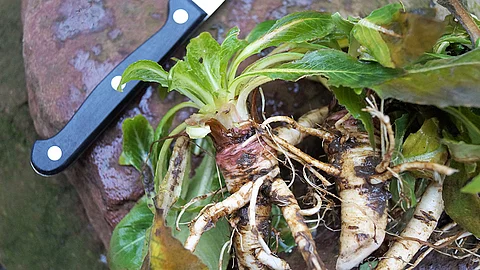Wurzeln der Nachtkerze auf einem Schneidebrett.