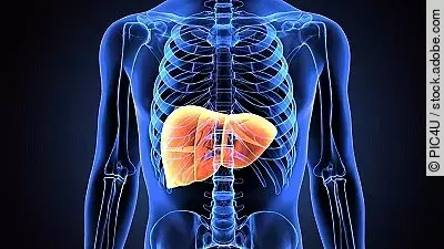 3D-Illustration einer menschlichen Leber. 