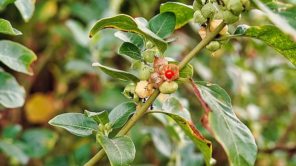 Aśvagandhā in der Natur