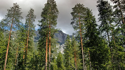 Nadelwald mit Bergen im Hintergrund