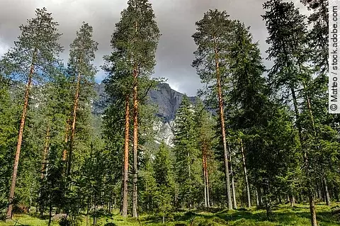 Nadelwald mit Bergen im Hintergrund