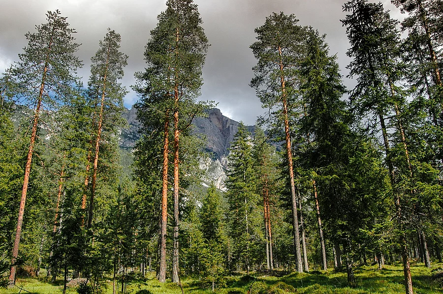 Nadelwald mit Bergen im Hintergrund