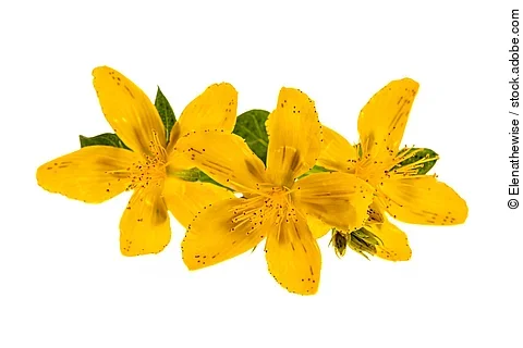 Johanniskrautblüten auf weißem Hintergrund