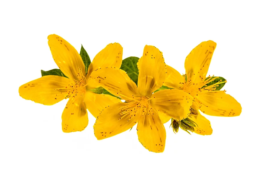 Johanniskrautblüten auf weißem Hintergrund
