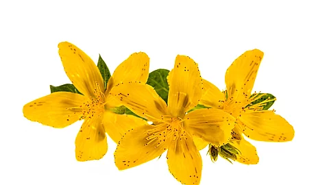 Johanniskrautblüten auf weißem Hintergrund