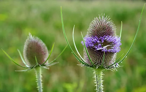 Wilde Karde in Blüte auf dem Feld.