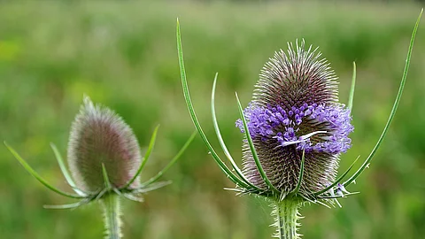 Wilde Karde in Blüte auf dem Feld.