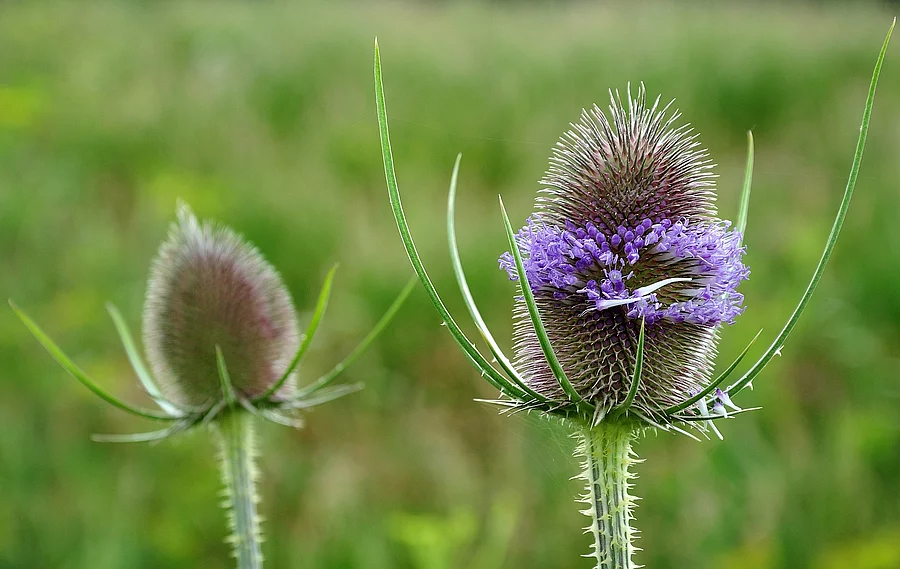 Wilde Karde in Blüte auf dem Feld.