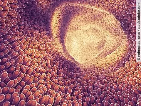 Grafische Darstellung von Darmzotten.