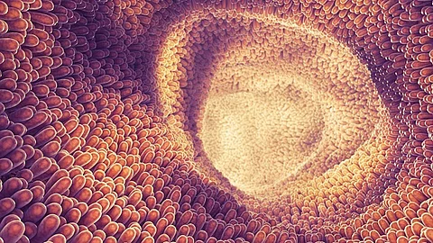 Grafische Darstellung von Darmzotten.