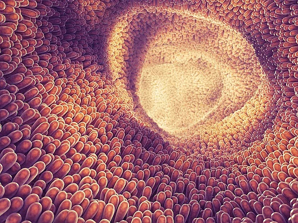 Grafische Darstellung von Darmzotten.