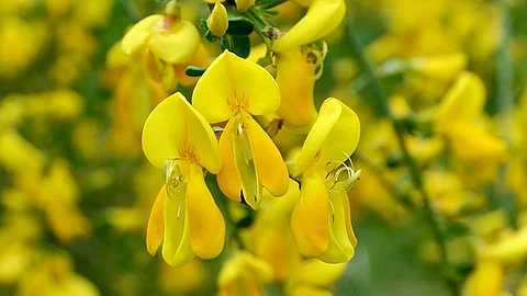 Gelbe Blüten des Besenginsters, Makroaufnahme.