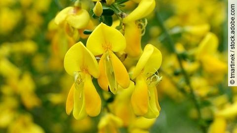 Gelbe Blüten des Besenginsters, Makroaufnahme.
