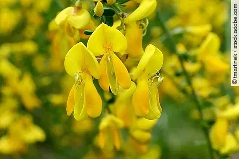 Gelbe Blüten des Besenginsters, Makroaufnahme.