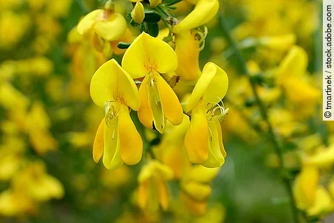 Gelbe Blüten des Besenginsters, Makroaufnahme.