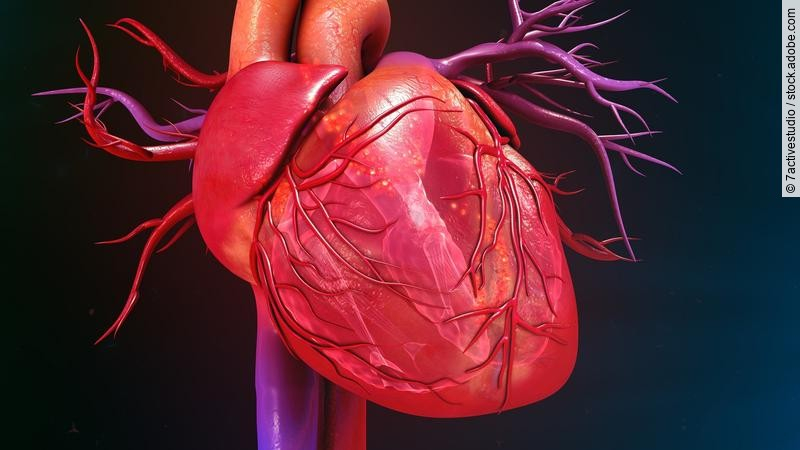 illustration eines menschlichen Herzens