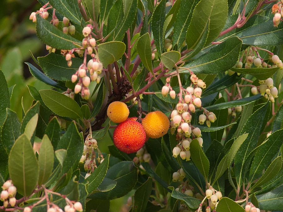 Erdbeerbaum mit Blüten und Früchten.