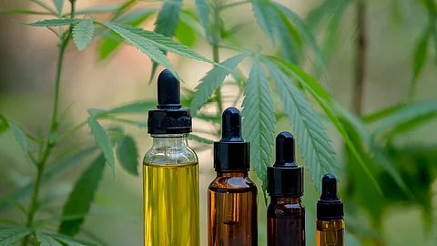 Vier Ampullen mit CBD vor Hanfpflanzen.