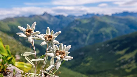 Edelweiß mit Bergpanpanorama im Hintergrund.