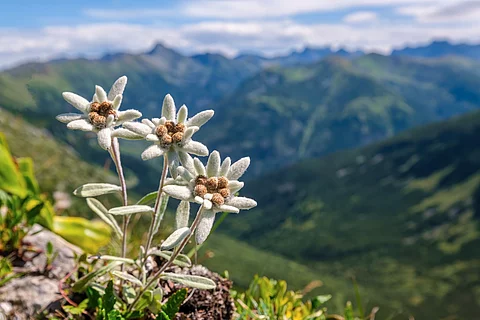 Edelweiß mit Bergpanpanorama im Hintergrund.