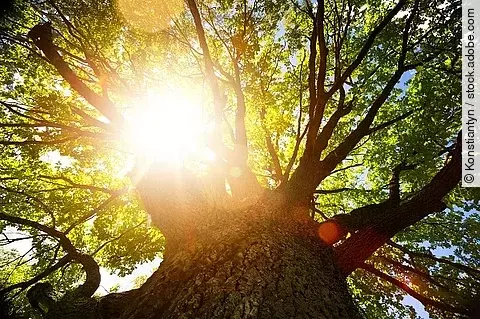 Baum durch dessen Baumkrone die Sonne scheint.