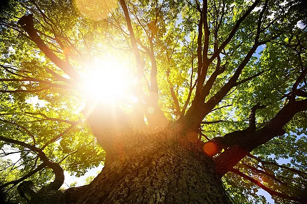 Baum durch dessen Baumkrone die Sonne scheint.