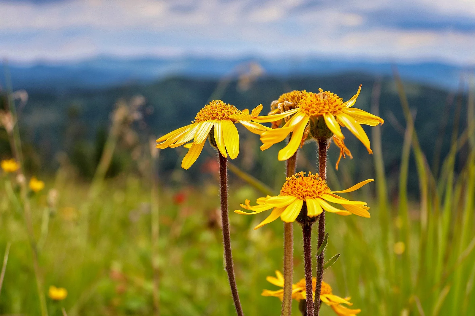 Flowers of Arnica montana against mountains ridges 3 Arnikablüten in Hochgebirgslandschaft