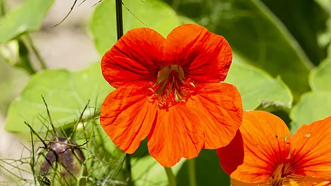 Nahaufnahme von 2 Blüten der Kapuzinerkresse
