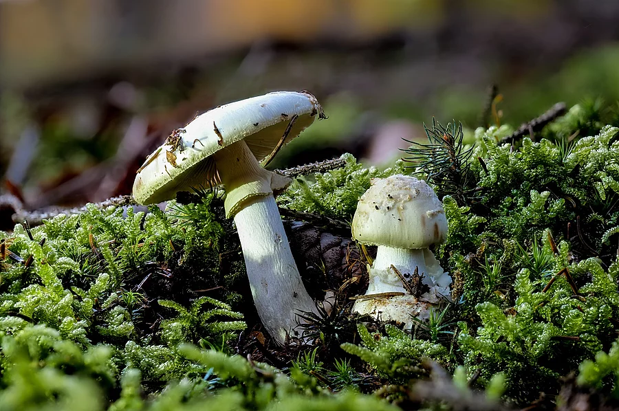 Zwei tödlich giftige grüne Knollenblätterpilze AMANITA PHALLOIDES als Detailaufnahme in hoher Tiefenschärfe auf Moosboden mit unscharfem Hintergrund 2 grüne Knollenblätterpilze im Wald