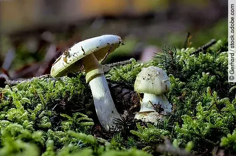 2 grüne Knollenblätterpilze im Wald