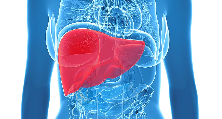 Illustration: Weiblicher Körper mit Organen, Leber in rot