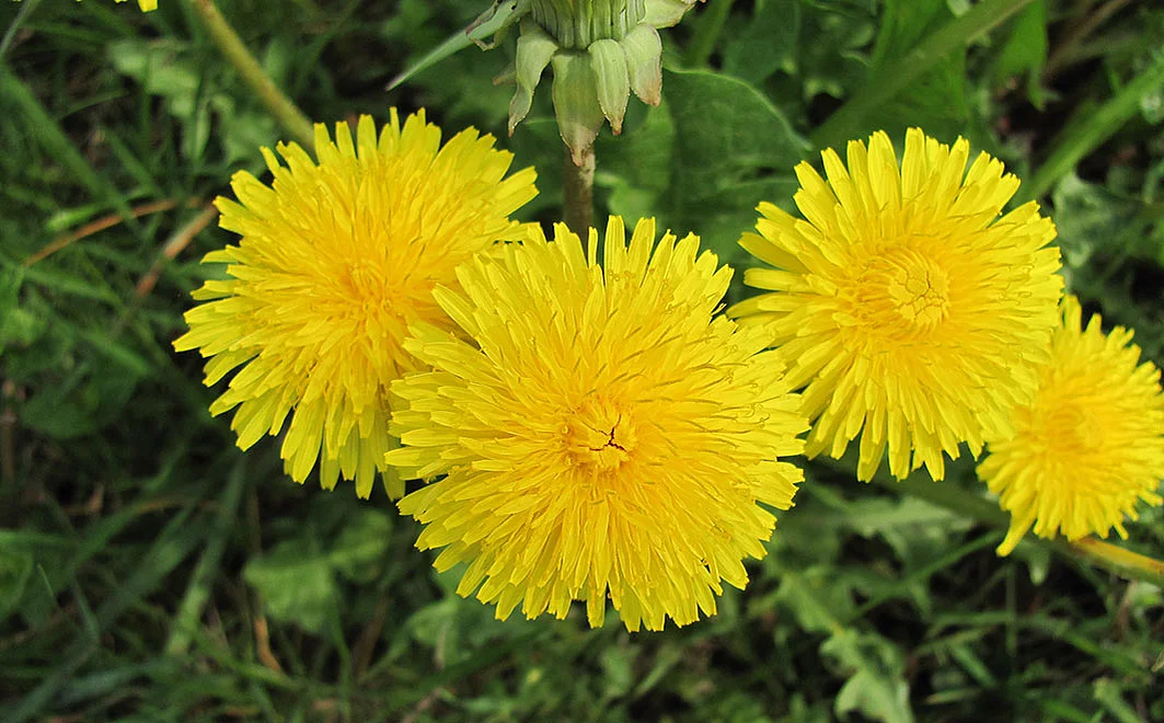 gelbe Löwenzahnblüten