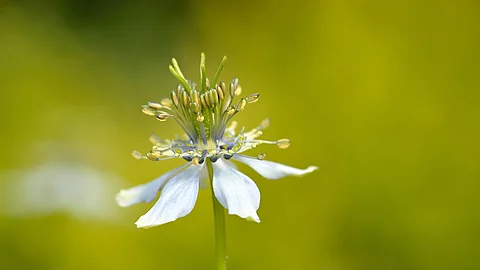 Nigella sativa in einem Garten