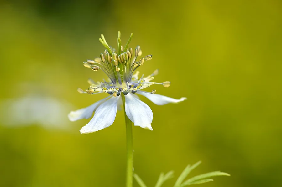 Nigella sativa in einem Garten
