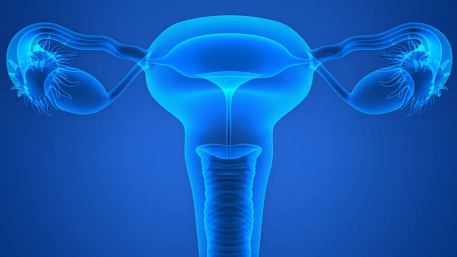 Female Reproductive System Illustration: Gebärmutter und Eierstöcke