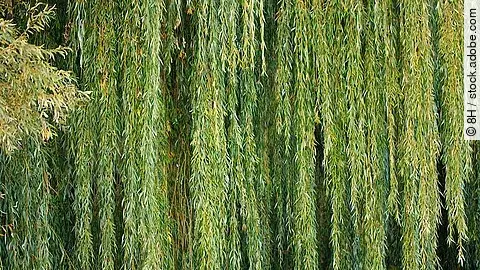 Zahlreiche Weidenäste