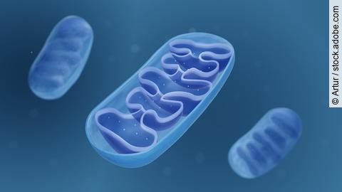 Grafik Mitochondrien