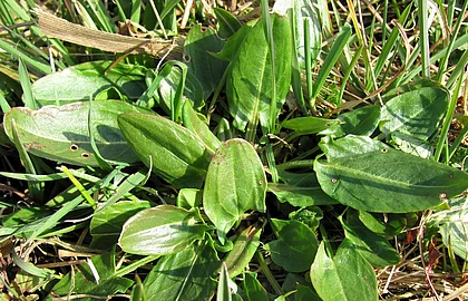 Sauerampfer auf einer Wiese