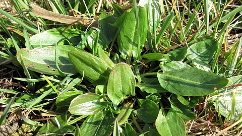 Sauerampfer auf einer Wiese