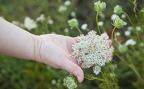 Hand streicht durch eine Schafgarbenblüte auf einer Wiese.
