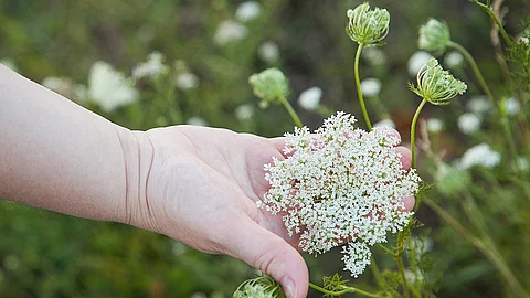 Hand streicht durch eine Schafgarbenblüte auf einer Wiese.
