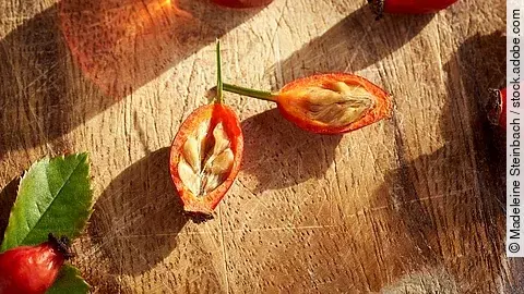 aufgeschnittene Hagebutten auf sonnigem Holzuntergrund