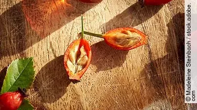 aufgeschnittene Hagebutten auf sonnigem Holzuntergrund