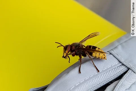 Wespe auf dem Reißverschluss einer Handtasche