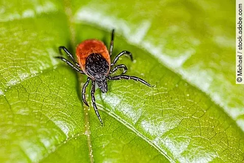 Zecke auf grünem Blatt, Makroaufnahme