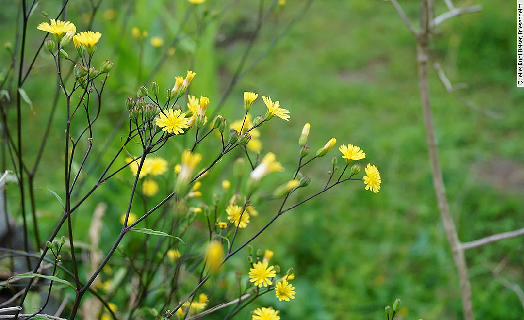 Rainkohl mit gelber Blüte
