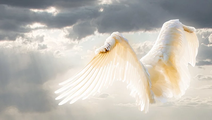 weißer Vogel am Himmel