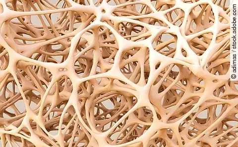 3D-Illustration des Fettgewebes. 