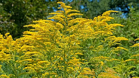 Goldrute, Blüten
