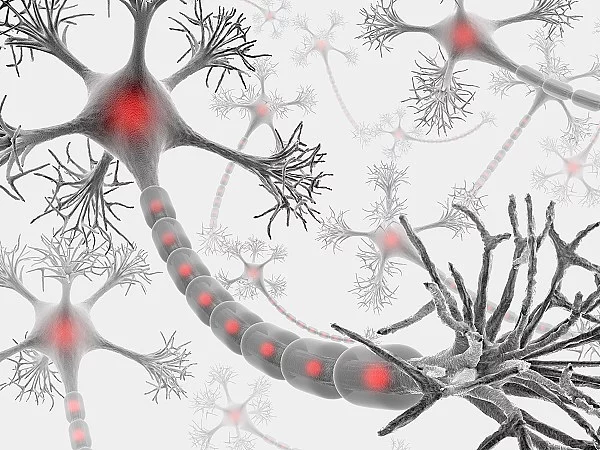 Neuron, Nervenzelle, medizinische Illustration
